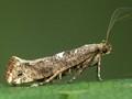 Acrolepiopsis assectella Image 1