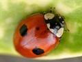 Adalia bipunctata Image 1