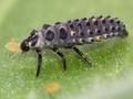 Adalia bipunctata Image 2