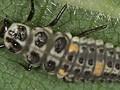Adalia decempunctata Image 2