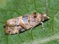Lobesia botrana Image 1