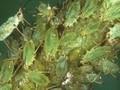 Macrosiphum rosae Image 1