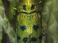 Ovalisia festiva Image 1