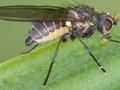 Phytomyza gymnostoma Image 1