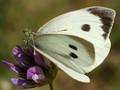 Pieris brassicae Image 1