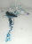 Hydrozoaires (1163)
