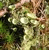 Lichens (12415)