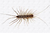 Myriapodes (1630)