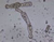 Protozoaires (1)