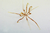 Pycnogonides (114)