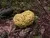 Autres-fungi Autres-fungi