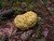 Autres-fungi Autres-fungi