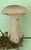 Basidiomycètes Basidiomycètes