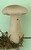 Basidiomycètes Basidiomycètes