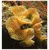 Bryozoaires Bryozoaires