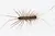 Myriapodes Myriapodes