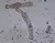 Protozoaires (1)