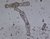 Protozoaires (1)