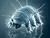 Tardigrades (151)